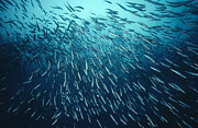 California Grunion Leuresthes Tenuis Photograph by Flip Nicklin California Grunion Leuresthes Tenuis Photograph by Flip Nicklin