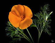 California Poppy Photograph by Endre Balogh California Poppy Photograph by Endre Balogh