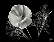 California Poppy in Black and White Photograph by Endre Balogh California Poppy in Black and White Photograph by Endre Balogh
