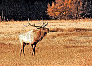 Call Of The Wild Photograph by James Steele