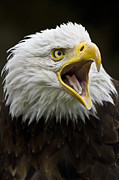 Calling Bald Eagle - 4 Photograph by Heiko Koehrer-Wagner