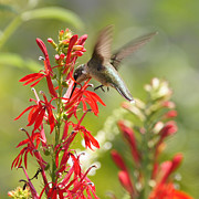 Cardinal Flower and Hummingbird 1 Photograph by Robert E Alter Reflections of Infinity