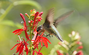Cardinal Flower and Hummingbird 2 Photograph by Robert E Alter Reflections of Infinity