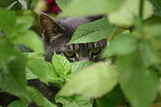Cat Eyes Photograph by Robert E Alter Reflections of Infinity