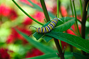 Caterpillar Before The Butterfly 1 Photograph by Andee Design
