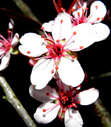 Cherry Blooms At Night Photograph by Kim Galluzzo