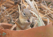 Chipmunks are so Cute Photograph by Robert E Alter Reflections of Infinity LLC