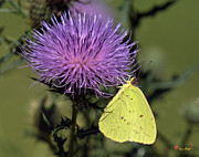 Cloudless Sulphur Butterfly DIN159 Photograph by Gerry Gantt