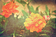 Colleen's Garden Photograph by Toni Hopper