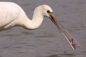 Common Spoonbill Photograph by Science Photo Library