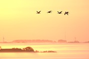 Common Spoonbills In Flight Photograph by Science Photo Library
