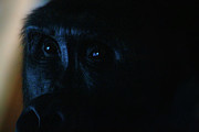 Curious Eyes Photograph by Scott Hovind