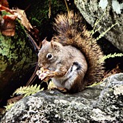 Curious Squirrel Photograph by Joel Lopez