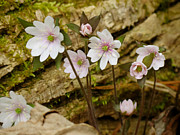 Dainty Flowers Photograph by Azthet Photography