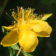 Dainty Yellow Photograph by Donna Corless