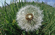 Dandelion Taraxacum Officinale Ready Photograph by Konrad Wothe