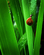 Daring Photograph by Deborah Smith