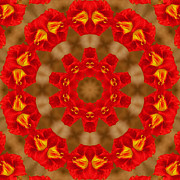 Day Lily Kaleidoscope Photograph by Bill Barber