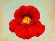 DayLily On Texture Photograph by Bill Barber