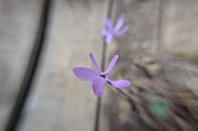 Delicate purple flower on a wooden floor Photograph by Michael Goyberg