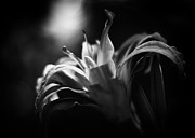 Descent of the Spirit Photograph by Rebecca Sherman