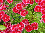 Dianthus Divine Photograph by Rory Siegel