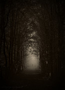 Disturbing Beauty Photograph by Lourry Legarde Disturbing Beauty Photograph by Lourry Legarde