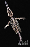 Dorudon Skeleton Photograph by Photo Researchers