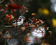 Downy Woodpecker and White Berries Photograph by Scott Hovind