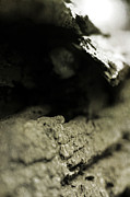 Dragon Photograph by Rebecca Sherman