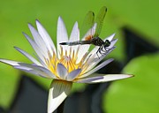 Dragonfly and the Water Lily Photograph by Sabrina L Ryan Dragonfly and the Water Lily Photograph by Sabrina L Ryan