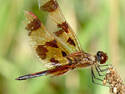 Dragonfly Photograph by Azthet Photography