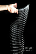 Dropping A Feather Photograph by Ted Kinsman