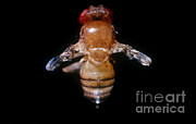 Drosophila With Vestigial Wings Photograph by Science Source