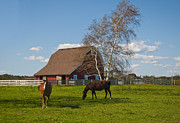Duo Photograph by Cathy Kovarik