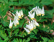 Dutchmans Breeches DSPF055 Photograph by Gerry Gantt