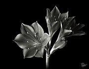 Dwarf Amaryllis in Black and White Photograph by Endre Balogh
