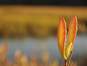 Early Morning Marsh on Jekyll Island Photograph by Bruce Gourley