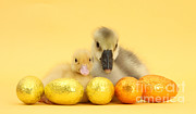 Easter Duckling And Gosling Photograph by Mark Taylor