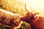 Fenella with Her Daughter. Highland Cows. Scotland Photograph by Jenny Rainbow