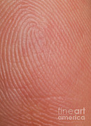 Fingerprint Ridges Photograph by Photo Researchers, Inc.