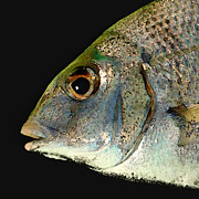 Fisheye Photograph by Karen Lynch