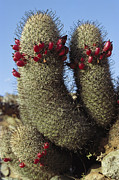 Fishhook Cactus Mammillaria Sp Blooming Photograph by Tui De Roy