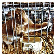 Flemish Giant Junior Buck Photograph by Natasha Marco