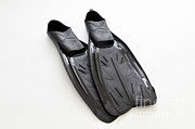 Flippers Photograph by Photo Researchers