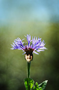 Flower Child Photograph by Rebecca Sherman