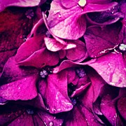 #flower #flowers #pink #pretty #nature Photograph by Katie Williams