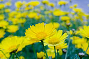 Flowers of tanacetum  Photograph by Michael Goyberg
