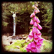 Foxglove Photograph by Mark B