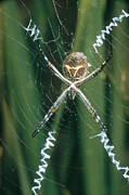 Garden Spider Photograph by Photo Researchers, Inc.